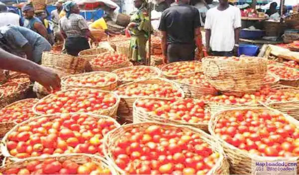 Tomato Glut Hits Katsina Markets As Price Drop To N300 From N5,000 Per Basket
